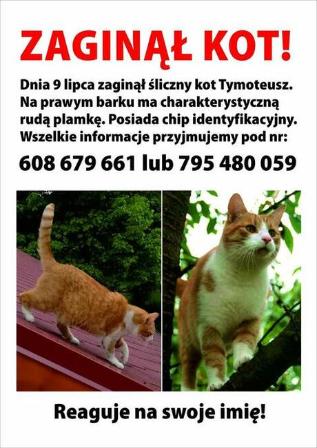 Zaginął rudo-biały kot! Woj łódzkie, powiat zgierski