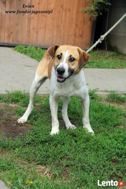 Evian - sympatyczny piesek