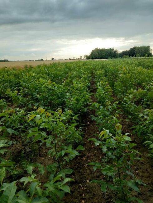 Orzech włoski SZCZEPIONY w doniczkach - Jacek, Papierówka, i