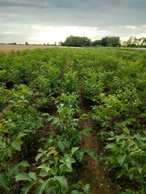 Orzech włoski SZCZEPIONY w doniczkach - Jacek, Papierówka, i