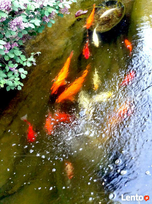 Napowietrzacz solarny.Akumulator.Pompa tlenu.Staw.Oczko wody