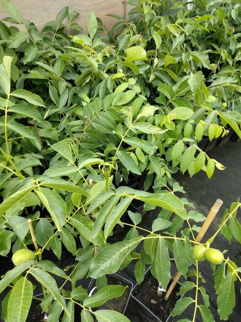 Orzech włoski SZCZEPIONY w doniczkach - Jacek, Papierówka, i