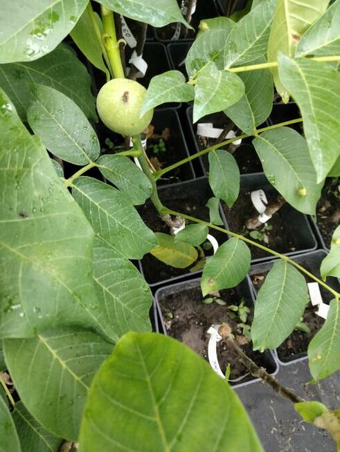 Orzech włoski SZCZEPIONY w doniczkach - Jacek, Papierówka, i