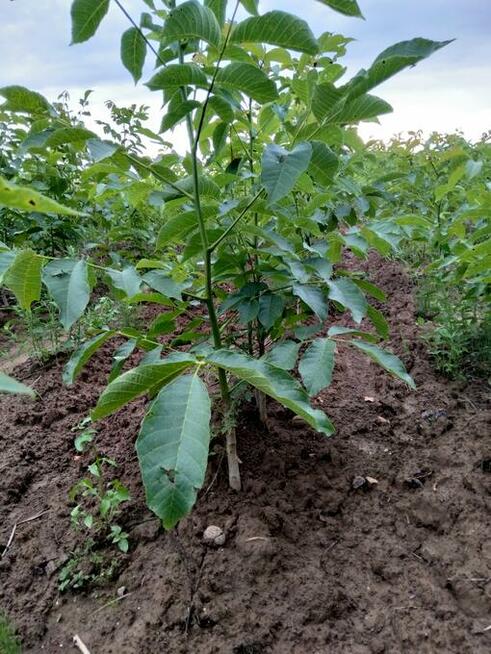 Orzech włoski SZCZEPIONY w doniczkach - Jacek, Papierówka, i