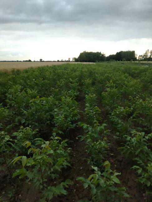 Orzech włoski SZCZEPIONY w doniczkach - Jacek, Papierówka, i