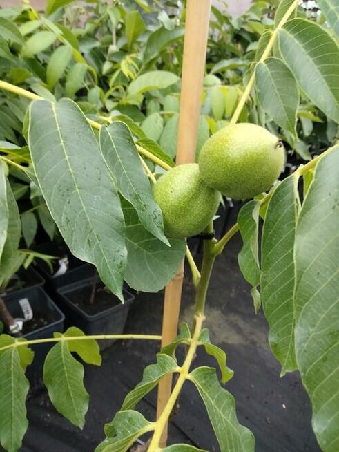 Orzech włoski SZCZEPIONY w doniczkach - Jacek, Papierówka, i