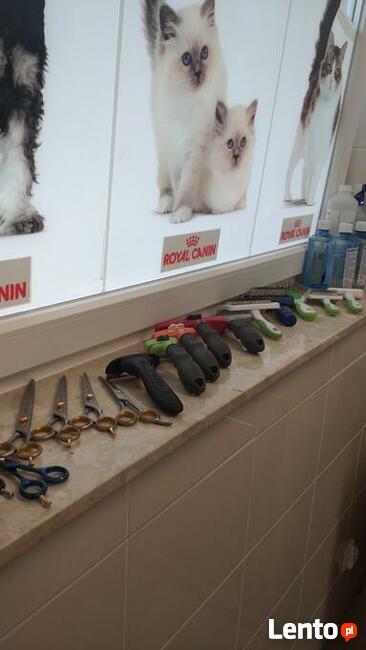 DagiStyl. Psi fryzjer.