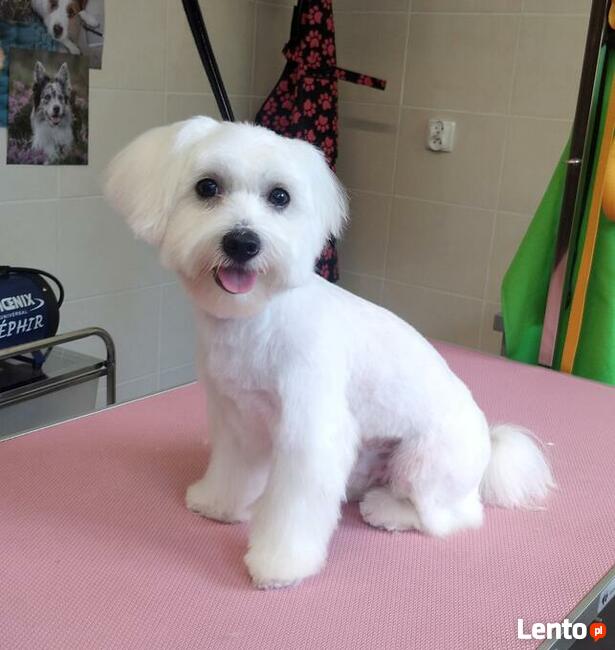 DagiStyl. Psi fryzjer.