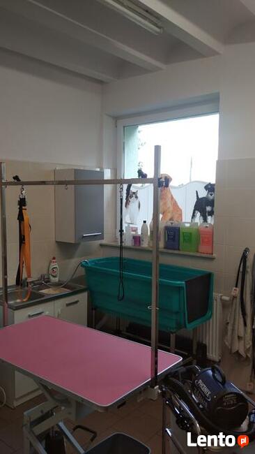 DagiStyl. Psi fryzjer.