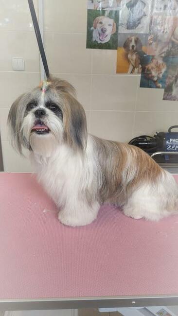 DagiStyl. Psi fryzjer.