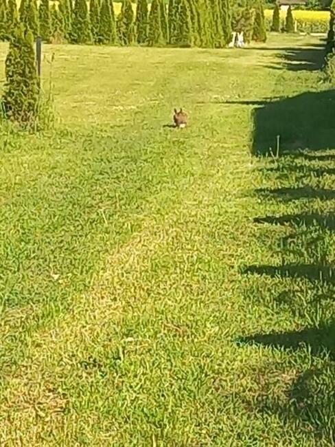 Działka w Gogołowie malownicza
