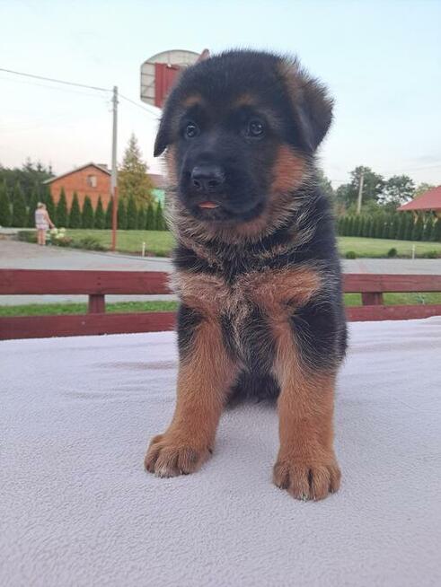 Owczarek Niemiecki FCI