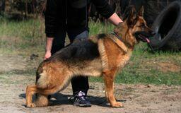 Owczarek Niemiecki FCI