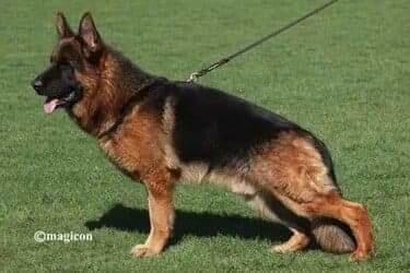 Owczarek Niemiecki FCI