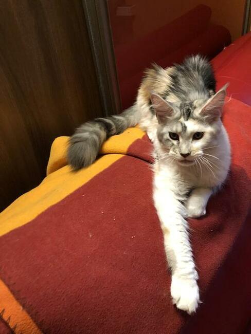 Kocięta Maine Coon