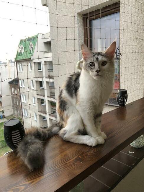 Kocięta Maine Coon