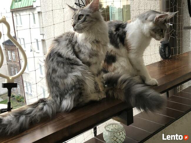 Kocięta Maine Coon