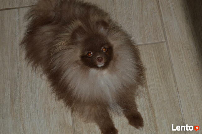 Pomeranian/ szpic miniaturowy . sliczne szczenieta. Gdansk