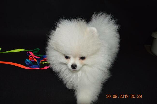 Pomeranian/ szpic miniaturowy . sliczne szczenieta. Gdansk