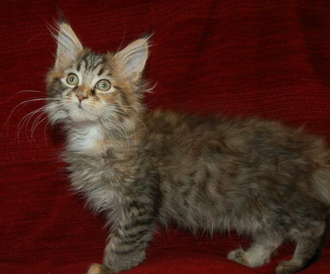 Maine Coon