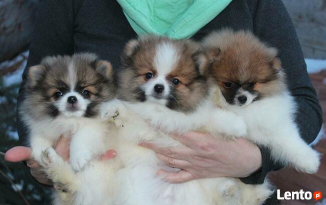 Pomeranian/ szpic miniaturowy . sliczne szczenieta. Gdansk