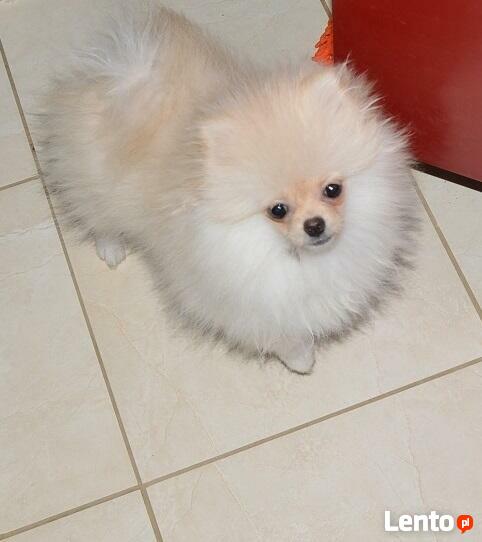 Pomeranian/ szpic miniaturowy . sliczne szczenieta. Gdansk