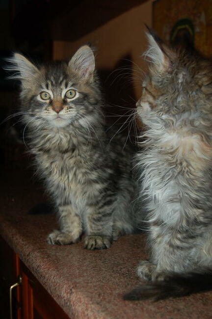 Maine Coon