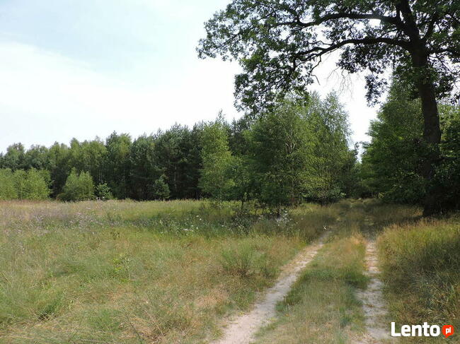 Duża działka w miejscowości Kłudno.