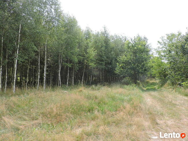 Duża działka w miejscowości Kłudno.