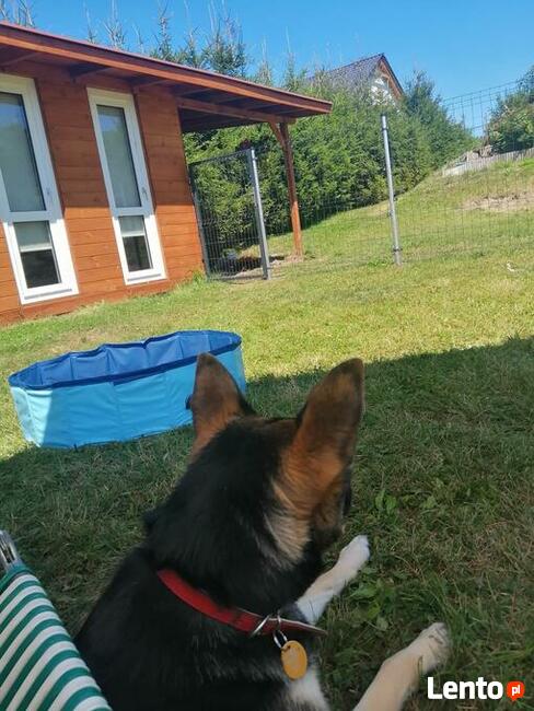 Hotel dla psów Aport Santocko Lubuskie Gorzów Wlkp.