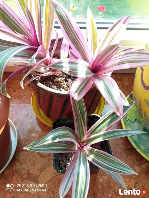 A może żyworódkę lub...