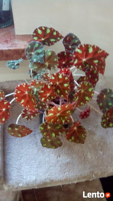 A może żyworódkę lub...