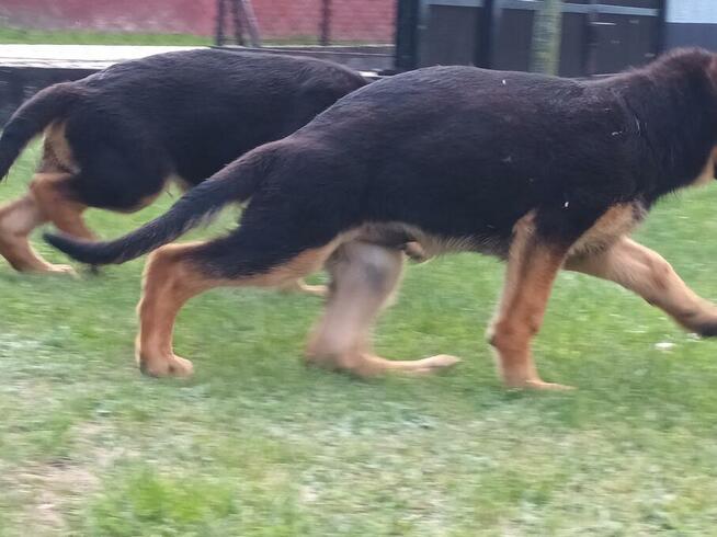 Szczenięta Owczarka Niemieckiego krótkowłosego