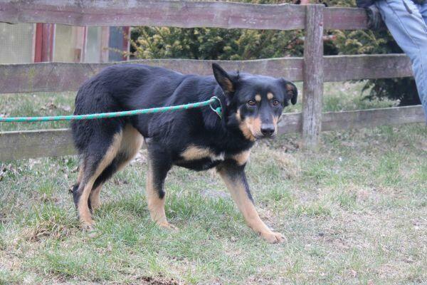 Tosia ok 2 letnia sunieczka błaga o dom Wojtyszki