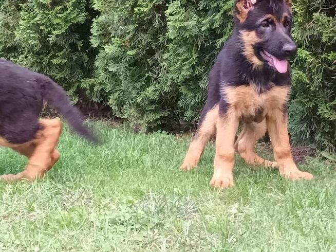 Szczenięta Owczarka Niemieckiego krótkowłosego