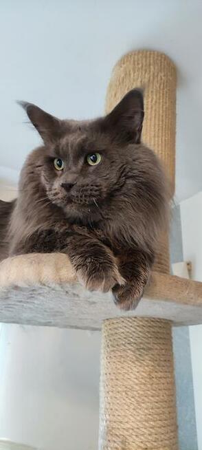 Jedyna, Niebieska Kotka Maine Coon, Polydactyl