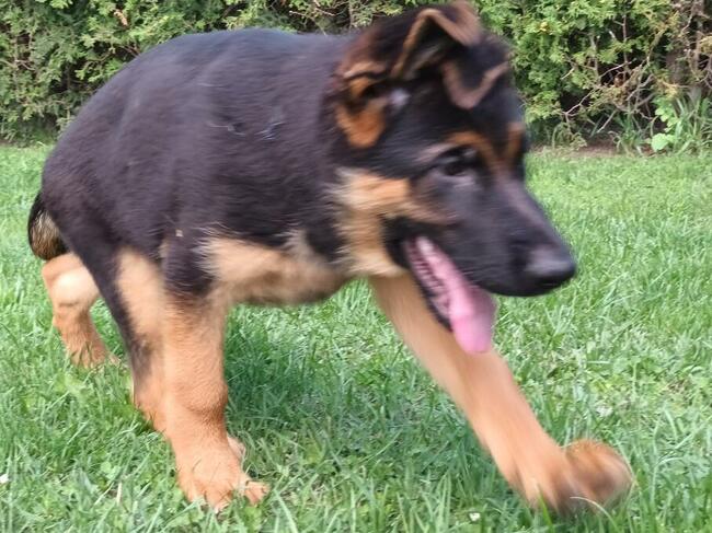 Sprzedam Szczenięta Owczarka Niemieckiego krótkowłosego.