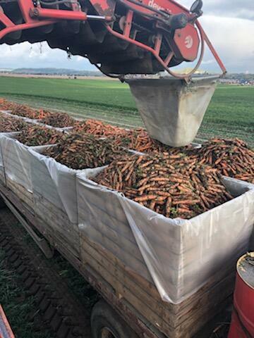 Wkłady foliowe do big bag worki do skrzyniopalet kukurydza