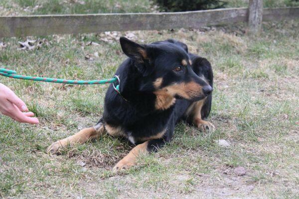 Tosia ok 2 letnia sunieczka błaga o dom Wojtyszki