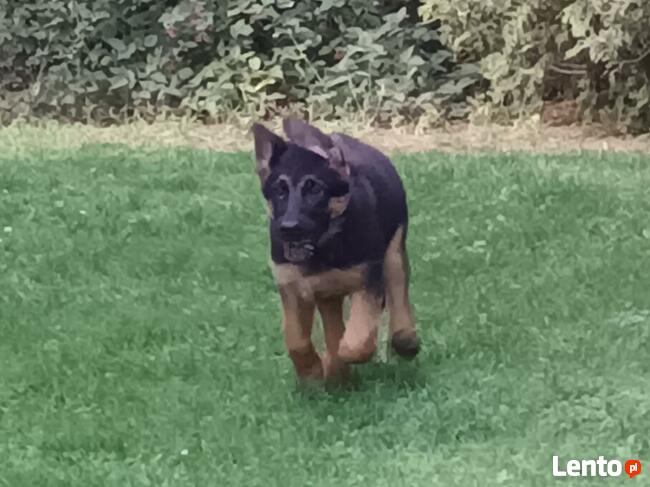 Sprzedam Szczenięta Owczarka Niemieckiego krótkowłosego.