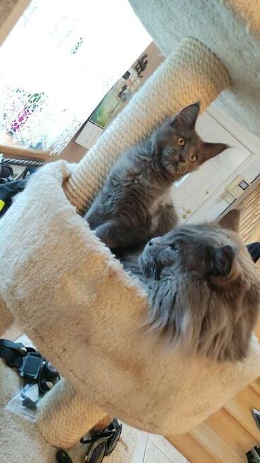 Jedyna, Niebieska Kotka Maine Coon, Polydactyl