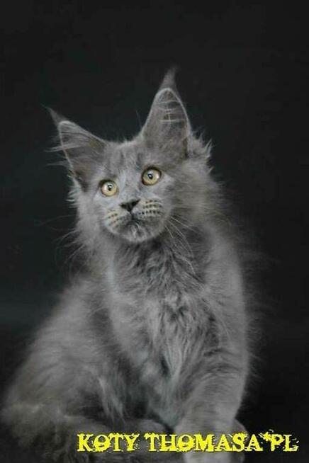 Jedyna, Niebieska Kotka Maine Coon, Polydactyl