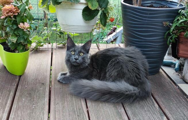 Jedyna, Niebieska Kotka Maine Coon, Polydactyl