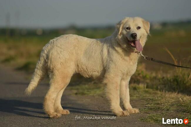 Amika _ łagodna, trochę lękliwa.