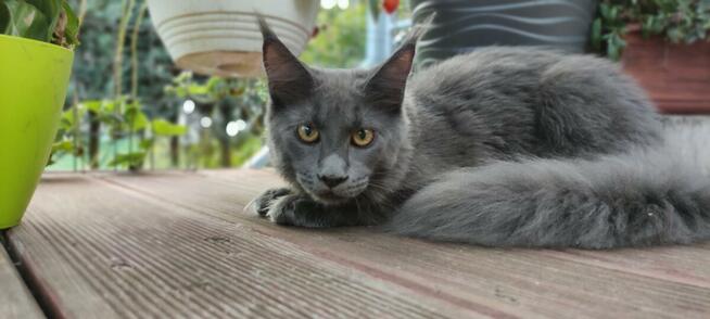 Jedyna, Niebieska Kotka Maine Coon, Polydactyl
