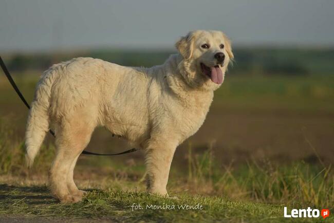 Amika _ łagodna, trochę lękliwa.