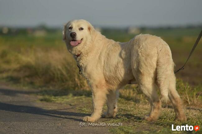 Amika _ łagodna, trochę lękliwa.