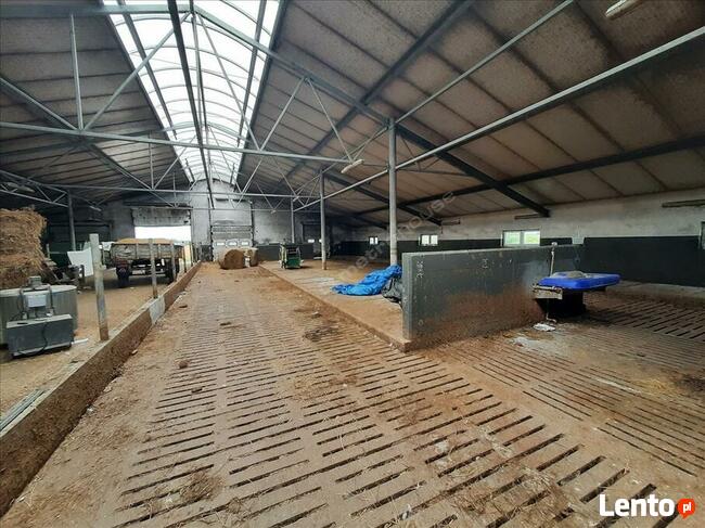 Na sprzedaż działki rolne w miejscowości Skurpie zabudowane