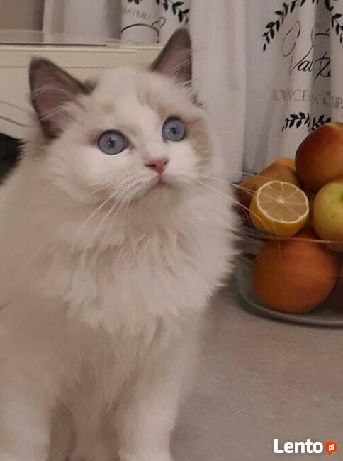 Koty Ragdoll Pohodowlane