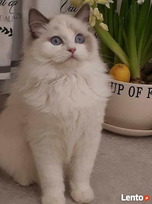 Koty Ragdoll Pohodowlane